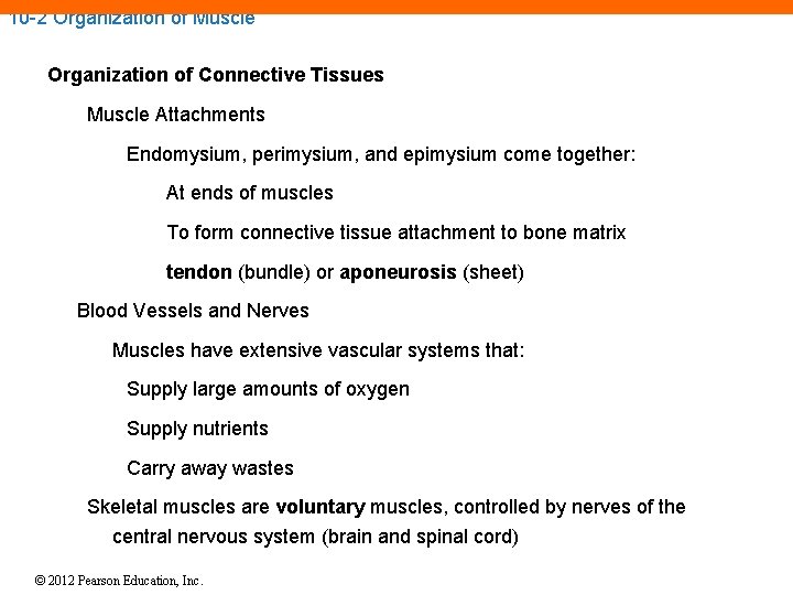 10 -2 Organization of Muscle Organization of Connective Tissues Muscle Attachments Endomysium, perimysium, and 10 -2 Organization of Muscle Organization of Connective Tissues Muscle Attachments Endomysium, perimysium, and