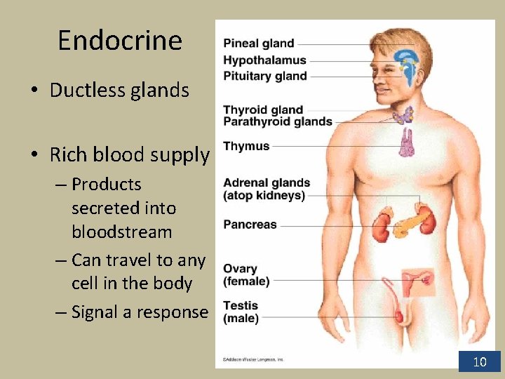 Endocrine • Ductless glands • Rich blood supply – Products secreted into bloodstream –