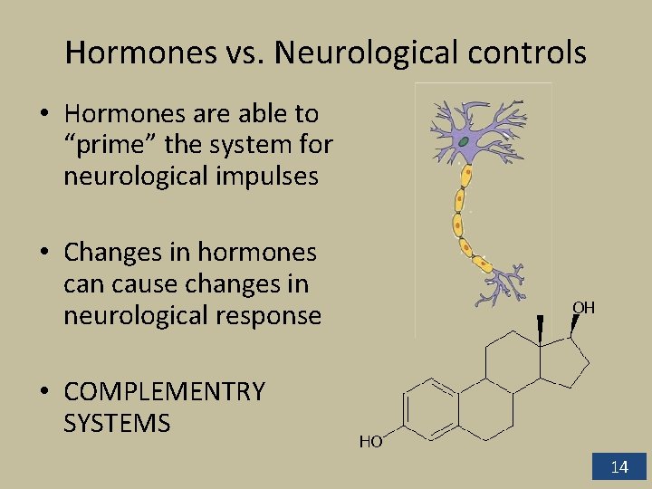 Hormones vs. Neurological controls • Hormones are able to “prime” the system for neurological