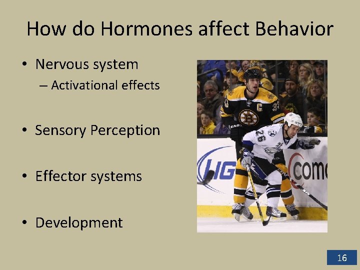 How do Hormones affect Behavior • Nervous system – Activational effects • Sensory Perception