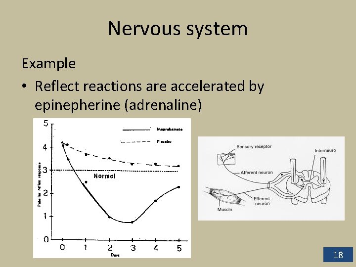 Nervous system Example • Reflect reactions are accelerated by epinepherine (adrenaline) 18 