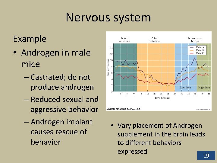 Nervous system Example • Androgen in male mice – Castrated; do not produce androgen