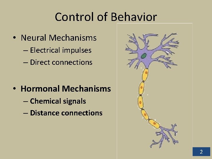 Control of Behavior • Neural Mechanisms – Electrical impulses – Direct connections • Hormonal