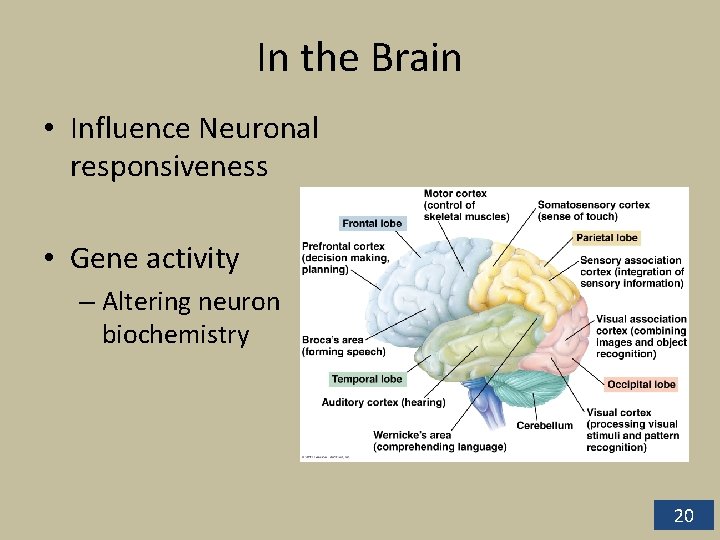 In the Brain • Influence Neuronal responsiveness • Gene activity – Altering neuron biochemistry