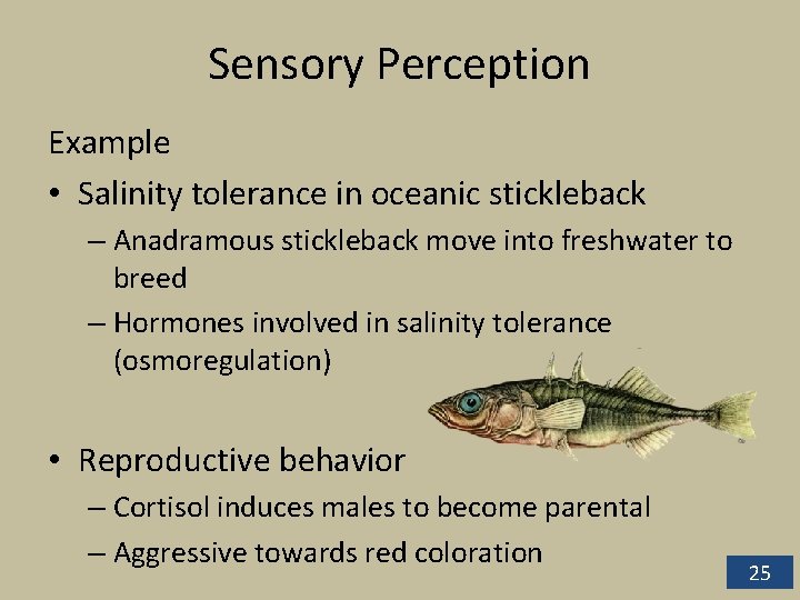 Sensory Perception Example • Salinity tolerance in oceanic stickleback – Anadramous stickleback move into