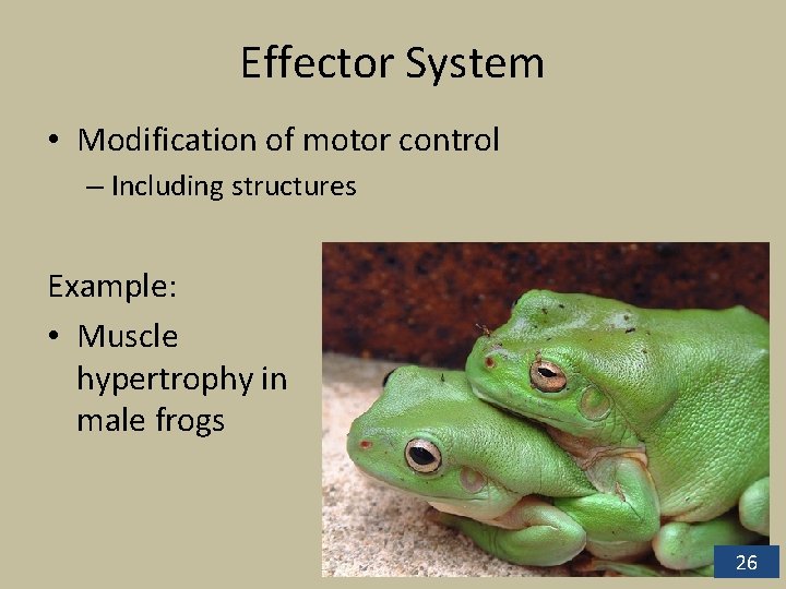 Effector System • Modification of motor control – Including structures Example: • Muscle hypertrophy