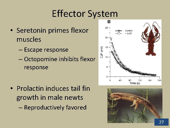Effector System • Seretonin primes flexor muscles – Escape response – Octopomine inhibits flexor