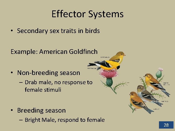 Effector Systems • Secondary sex traits in birds Example: American Goldfinch • Non-breeding season