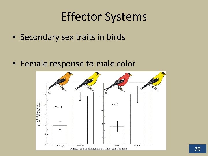 Effector Systems • Secondary sex traits in birds • Female response to male color