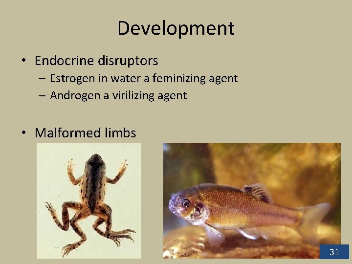 Development • Endocrine disruptors – Estrogen in water a feminizing agent – Androgen a