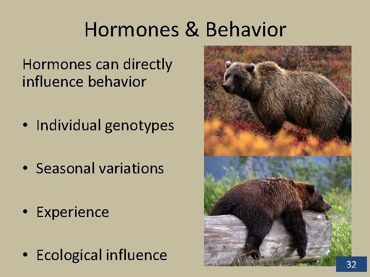 Hormones & Behavior Hormones can directly influence behavior • Individual genotypes • Seasonal variations