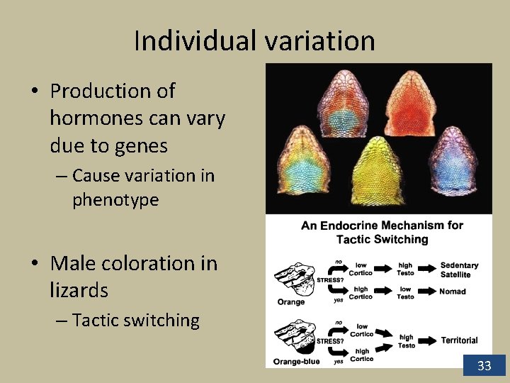 Individual variation • Production of hormones can vary due to genes – Cause variation