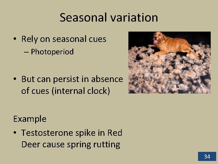 Seasonal variation • Rely on seasonal cues – Photoperiod • But can persist in