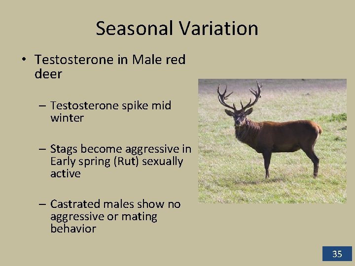 Seasonal Variation • Testosterone in Male red deer – Testosterone spike mid winter –