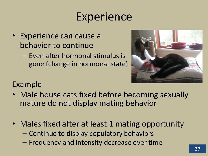 Experience • Experience can cause a behavior to continue – Even after hormonal stimulus