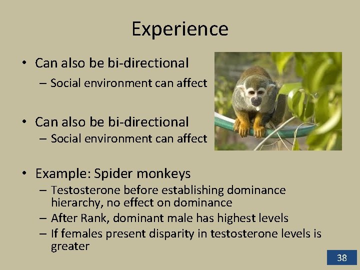 Experience • Can also be bi-directional – Social environment can affect • Example: Spider