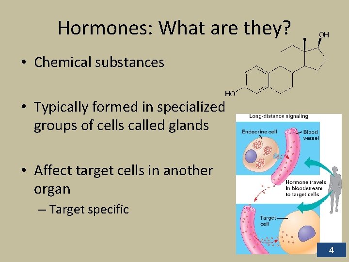 Hormones: What are they? • Chemical substances • Typically formed in specialized groups of