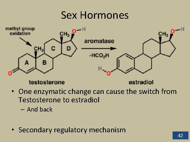 Sex Hormones • One enzymatic change can cause the switch from Testosterone to estradiol