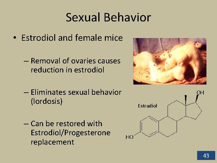 Sexual Behavior • Estrodiol and female mice – Removal of ovaries causes reduction in