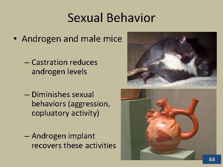 Sexual Behavior • Androgen and male mice – Castration reduces androgen levels – Diminishes