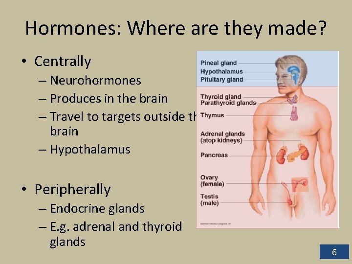 Hormones: Where are they made? • Centrally – Neurohormones – Produces in the brain