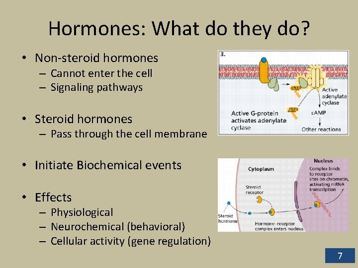 Hormones: What do they do? • Non-steroid hormones – Cannot enter the cell –
