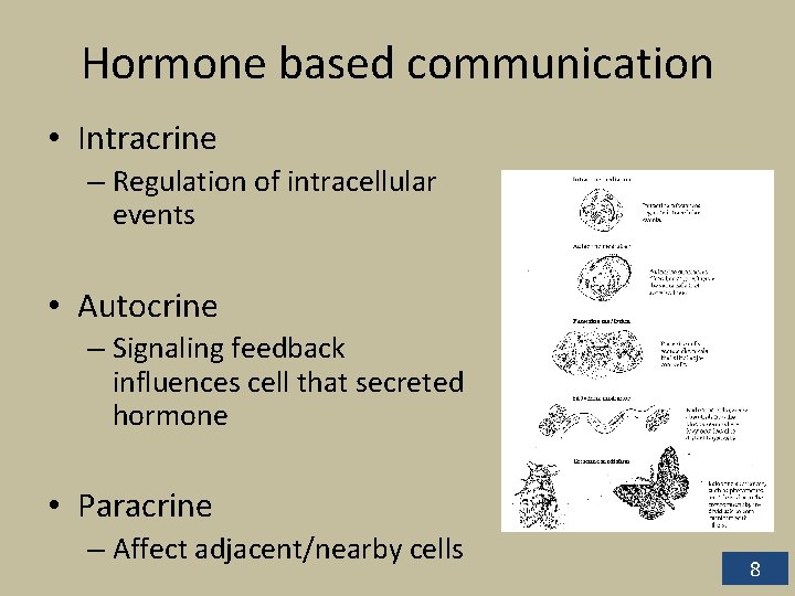 Hormone based communication • Intracrine – Regulation of intracellular events • Autocrine – Signaling