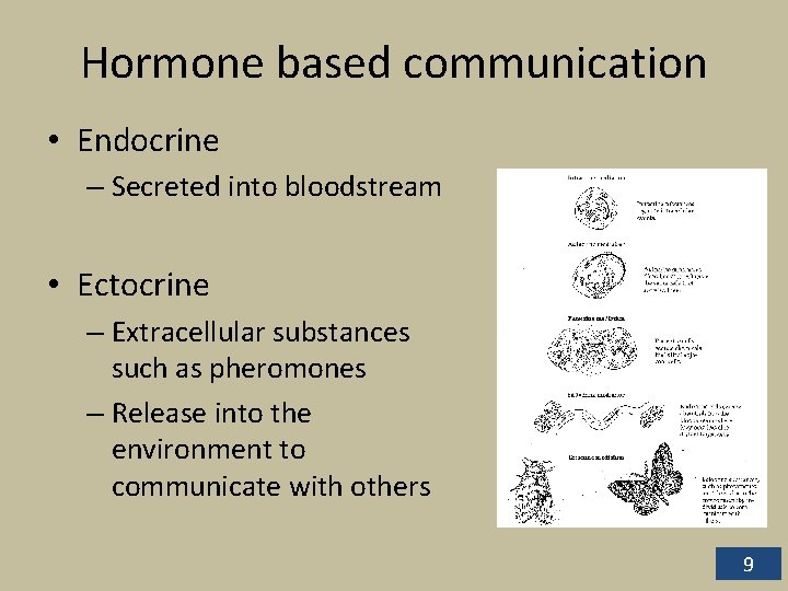Hormone based communication • Endocrine – Secreted into bloodstream • Ectocrine – Extracellular substances