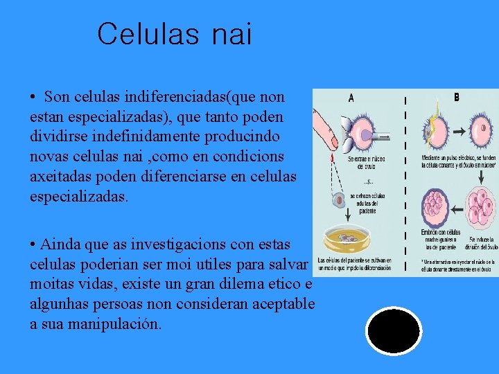 Celulas nai • Son celulas indiferenciadas(que non estan especializadas), que tanto poden dividirse indefinidamente