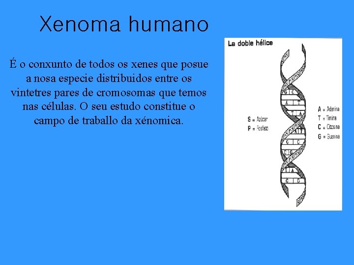 Xenoma humano É o conxunto de todos os xenes que posue a nosa especie