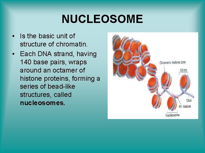 NUCLEOSOME • Is the basic unit of structure of chromatin. • Each DNA strand,