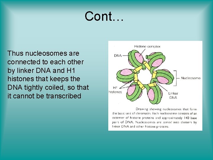 Cont… Thus nucleosomes are connected to each other by linker DNA and H 1
