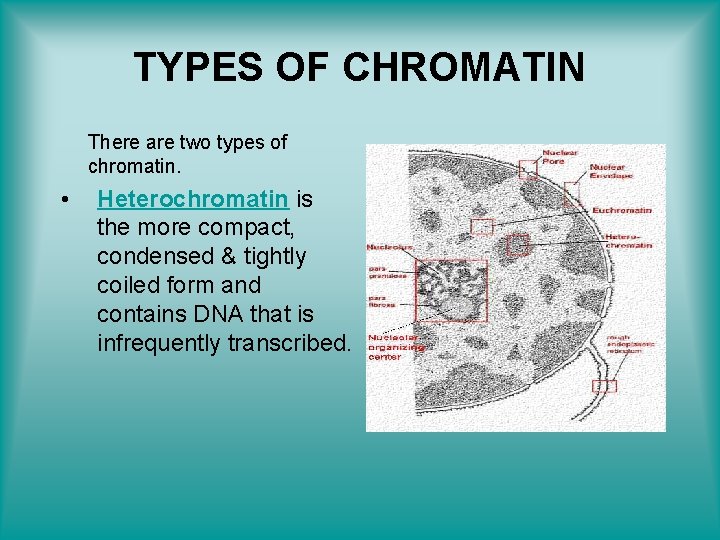 TYPES OF CHROMATIN There are two types of chromatin. • Heterochromatin is the more