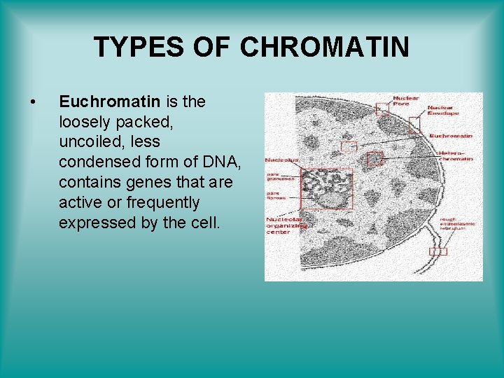 TYPES OF CHROMATIN • Euchromatin is the loosely packed, uncoiled, less condensed form of
