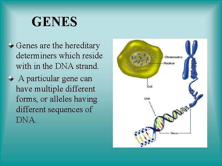 GENES Genes are the hereditary determiners which reside with in the DNA strand. A