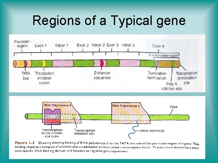 Regions of a Typical gene 
