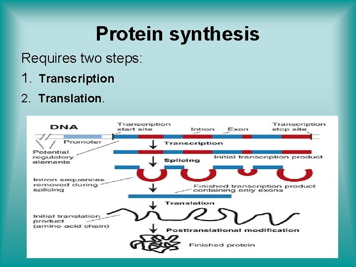 Protein synthesis Requires two steps: 1. Transcription 2. Translation. 