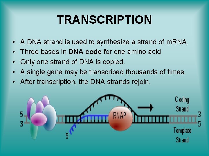 TRANSCRIPTION • • • A DNA strand is used to synthesize a strand of