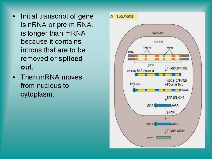  • Initial transcript of gene is n. RNA or pre m RNA. is