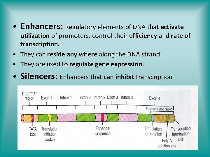  • Enhancers: Regulatory elements of DNA that activate utilization of promoters, control their