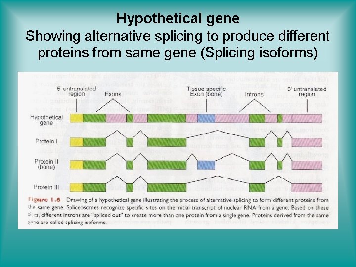 Hypothetical gene Showing alternative splicing to produce different proteins from same gene (Splicing isoforms)