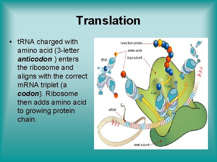 Translation • t. RNA charged with amino acid (3 -letter anticodon ) enters the