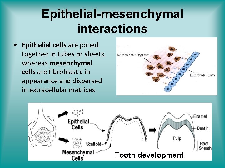 Epithelial-mesenchymal interactions • Epithelial cells are joined together in tubes or sheets, whereas mesenchymal