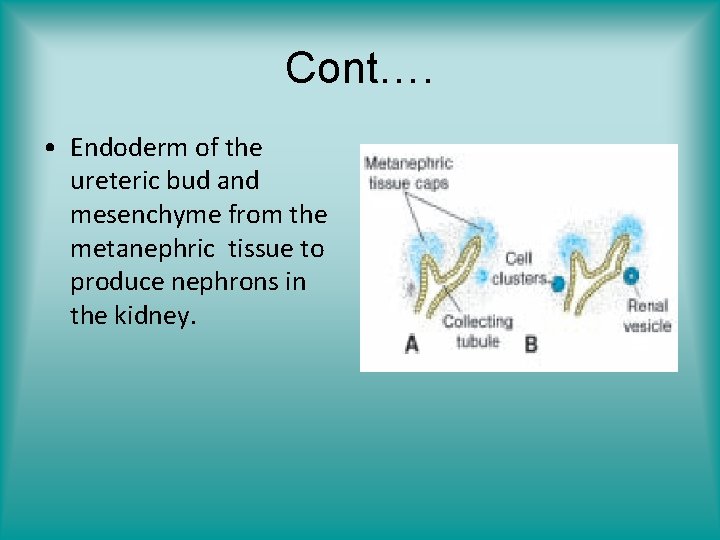 Cont…. • Endoderm of the ureteric bud and mesenchyme from the metanephric tissue to