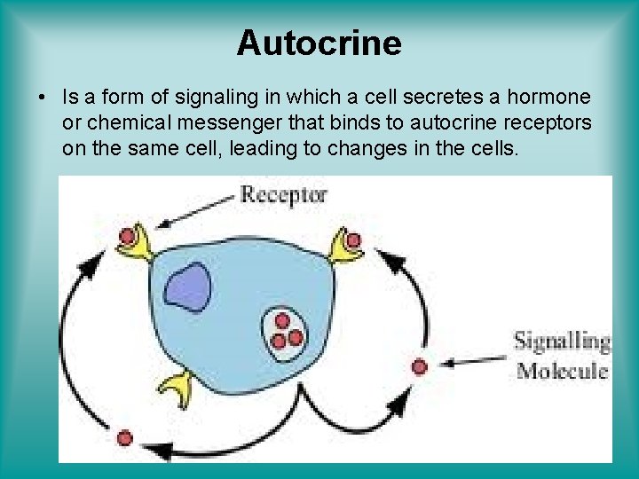 Autocrine • Is a form of signaling in which a cell secretes a hormone
