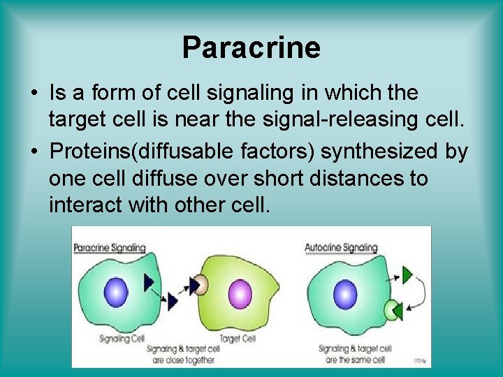 Paracrine • Is a form of cell signaling in which the target cell is