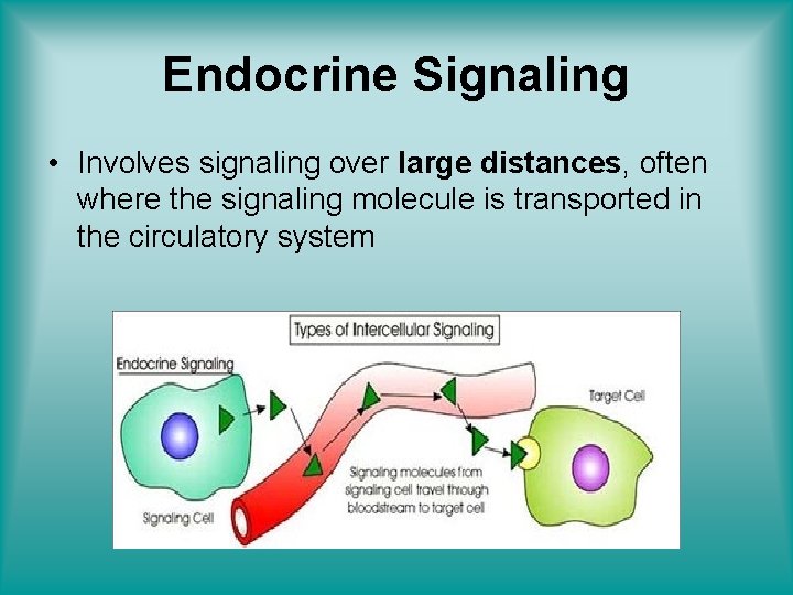 Endocrine Signaling • Involves signaling over large distances, often where the signaling molecule is