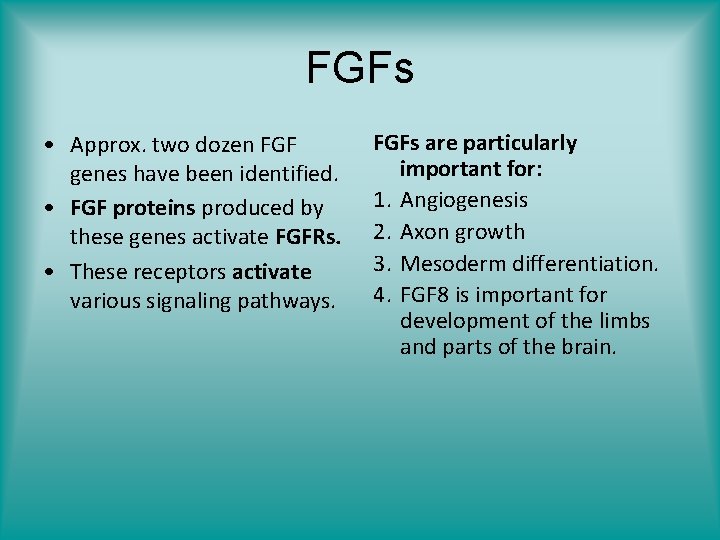 FGFs • Approx. two dozen FGF genes have been identified. • FGF proteins produced