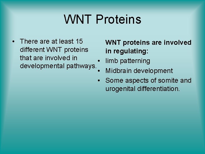 WNT Proteins • There at least 15 different WNT proteins that are involved in
