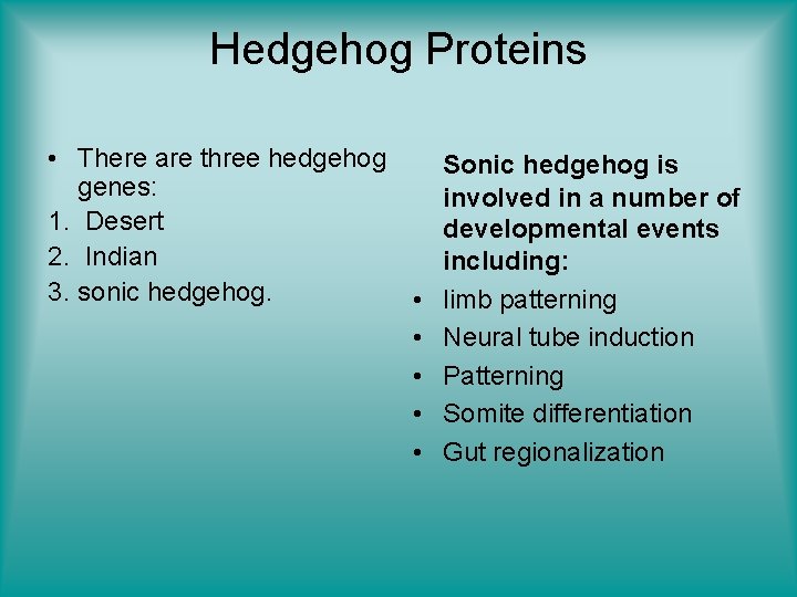 Hedgehog Proteins • There are three hedgehog genes: 1. Desert 2. Indian 3. sonic